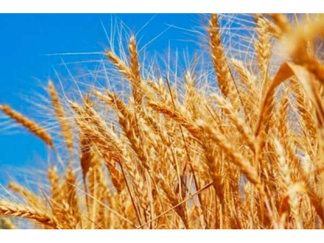 Семена озимой пшеницы - Пилиповка