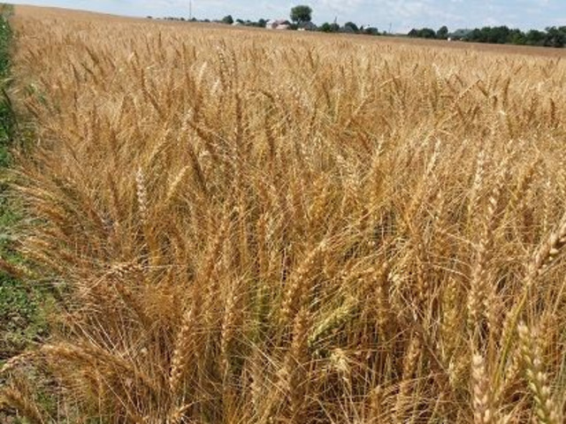 Продам насіння ярої пшениці