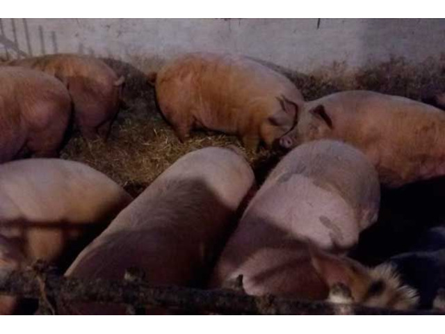 Продам сальних свиней живою вагою