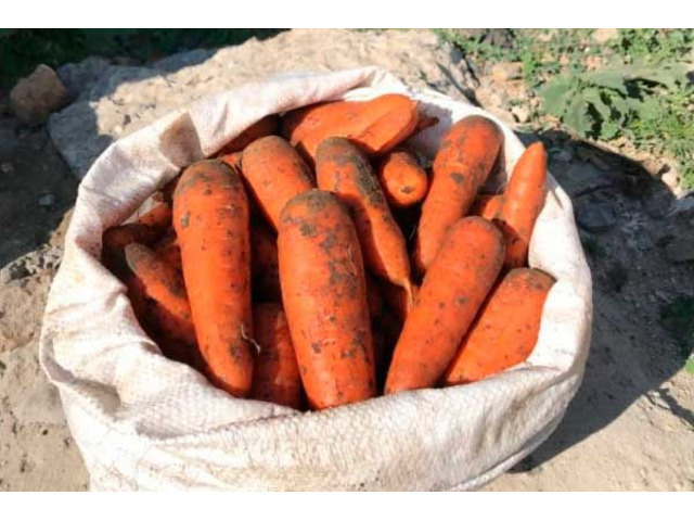 Продам морковь сорт Абака