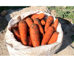 Продам морковь сорт Абака