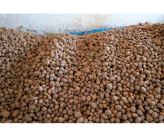 Продам картофель - урожай 2020