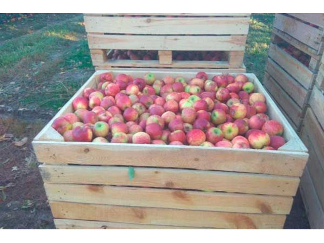Продам яблука з саду врожаю 2020