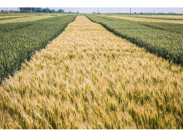 Органическая пшеница Смуглянка, семена