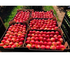 Продажа яблок: Гала, Чемпион, Ред Джонапр, Голден