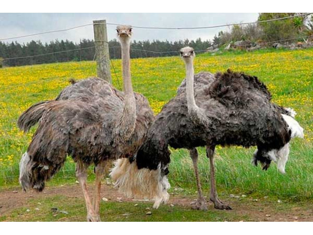 Продам взрослые африканские страусы