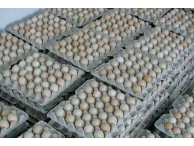 Яйця курячі інкубаційні бройлер Ross-308
