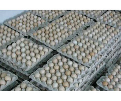 Яйця курячі інкубаційні бройлер Ross-308