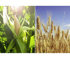 Закуповуємо некондиційну пшеницю та кукурудзу