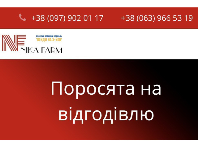 Продаж поросят датської генетики. Тільки опт