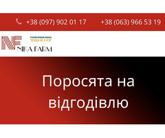 Продаж поросят датської генетики. Тільки опт