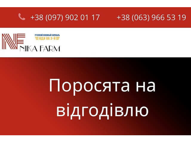 Поросята датської генетики на відгодівлю