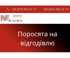 Поросята датської генетики на відгодівлю